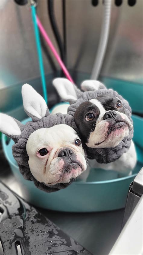 Online booking - Tilt Pet Spa