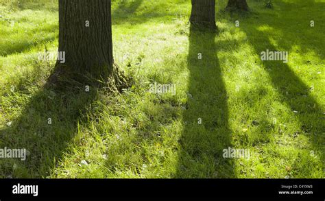 trees forest shadows Stock Photo - Alamy