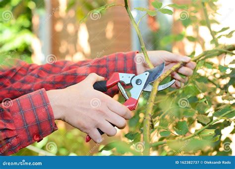 Gardener Pruning Roses with Pruning Scissors Stock Image - Image of ...