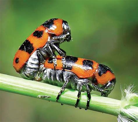 அஞ்சலி: காட்டுயிர் ஒளிப்படக் கலைஞர் ஜெயராம் | சிற்றுயிர்களைத் தேடிச் ...