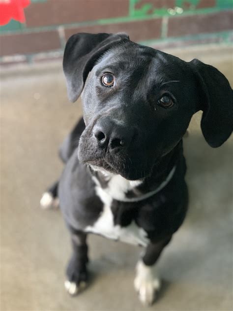 Hope - Medium Female American Staffordshire Terrier x Labrador X Mix ...