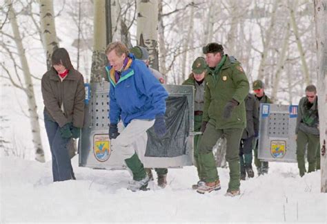 Image result for Wolves System in Yellowstone