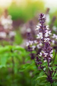 Tulsi Tulsi Plant Price in India - Buy Tulsi Tulsi Plant online at ...