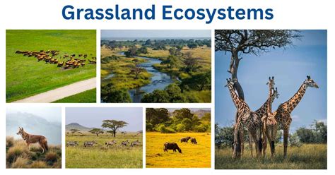 Grassland Ecosystems: Types, Flora, Fauna, Functions, Examples