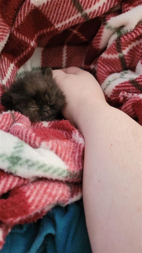 welcome little wookie, 3 weeks little orphan rescue. sleepy after milk ...
