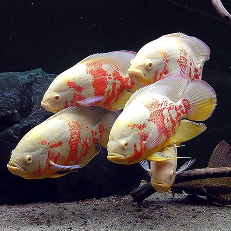 Tiger Oscar Fish Tattoos