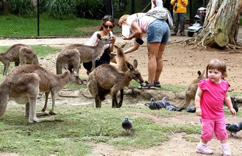 10 Zoos In Gold Coast To See The Best Of Australian Wildlife
