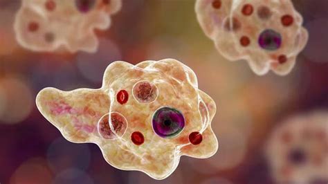 Amoebic meningoencephalitis confirmed again in Kerala; 17-year-old ...