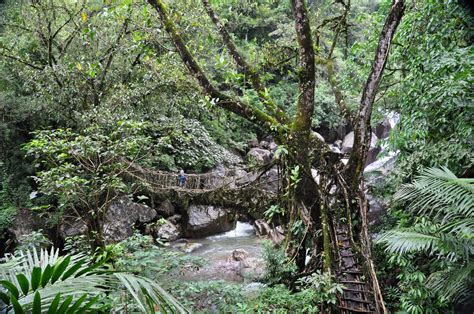 Living Root Bridges | Exclusive Live Bio-Engineering Wonders