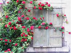 Climbing Plants On Walls by Ultimate Guide To Climbing Plants Greener On The Inside Climbing Plants On Walls