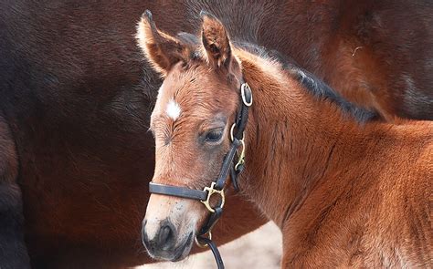 Horse Breeding Up Close