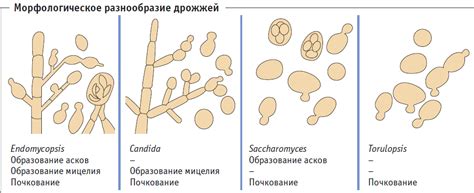 14. Дрожжи: характеристика, систематика, применение.