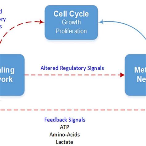 Image result for Cell Cycle Control Systems