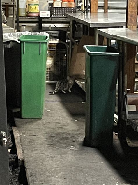 Image result for Rat-catcher Methods