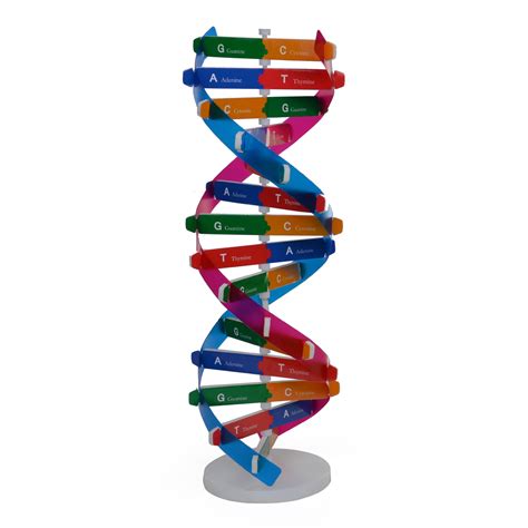 人体基因DNA模型双螺旋 科技小制作diy生物实验器材科普教具-阿里巴巴
