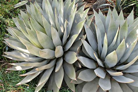 Tall Succulent Plant Types - Best Succulent Ideas