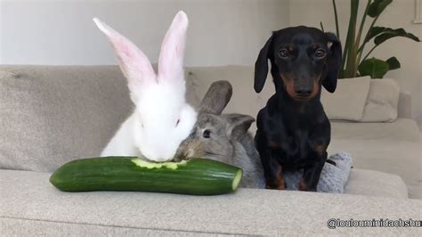 Confused dog Memes - Imgflip