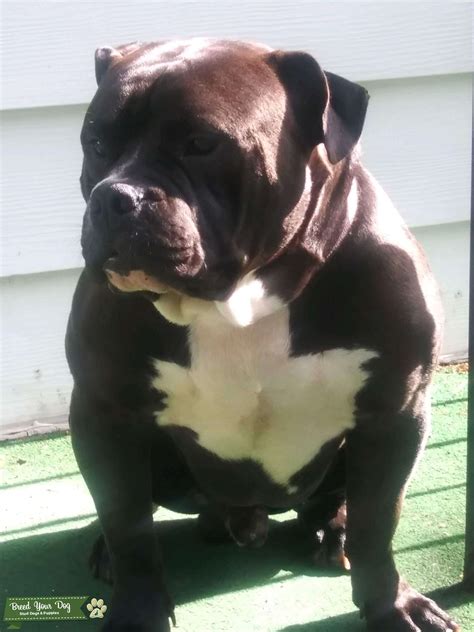 Image result for Bully Silentpatch Install