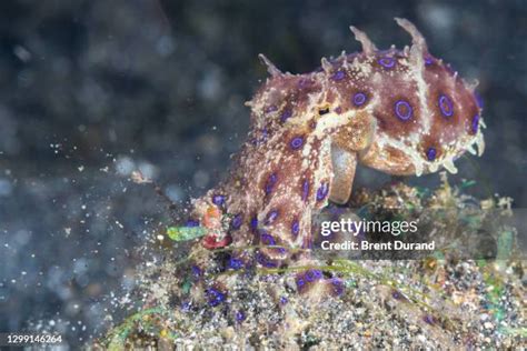 Image result for Blue-Ringed Octopus Hunting