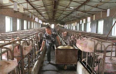 农村小型养猪场如何设计？最低成本，科学养猪简易猪栏猪舍 - 知乎