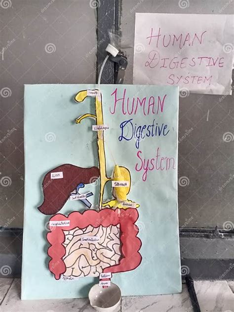 Image result for Digestive System Model BBC