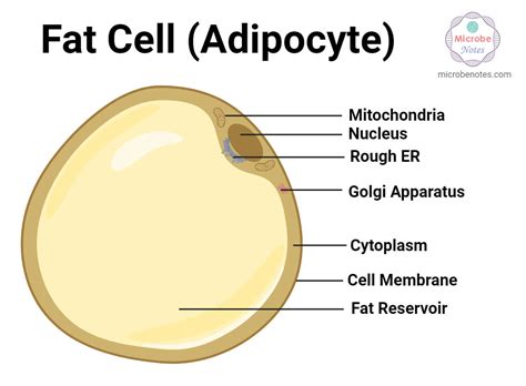 Fat Cell Structure 的图像结果