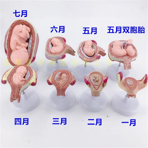 人体胚胎发育模型 妊娠胚胎发育过程 怀孕十月胎儿模型 医学教学-阿里巴巴