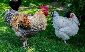 Image result for chicken feathers 小鸡羽毛