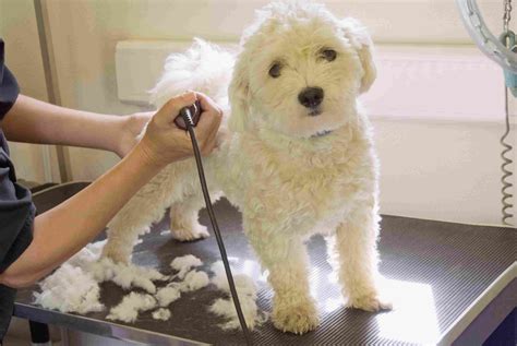 Caring, Professional, Dog Grooming – ETKTD