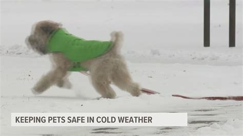 How frigid winter weather can affect dogs, cats, outside pets | 9news.com