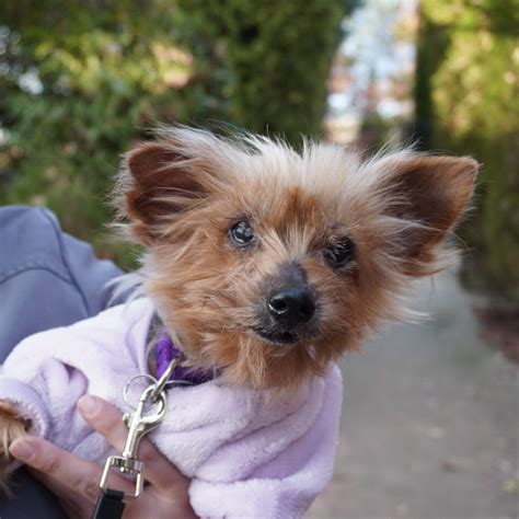 The life-saving impact of fee-waived adoptions | Asheville Humane Society