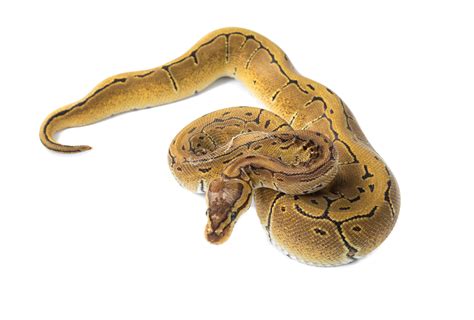 White Ball Python 的图像结果