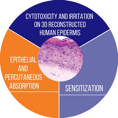 Image result for In Vitro Biocompatibility Test