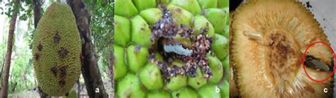 Jackfruit Insect Pests — Vikaspedia