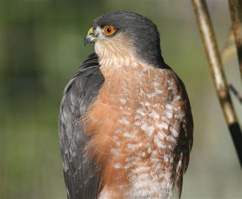 Image result for Hawk Traits