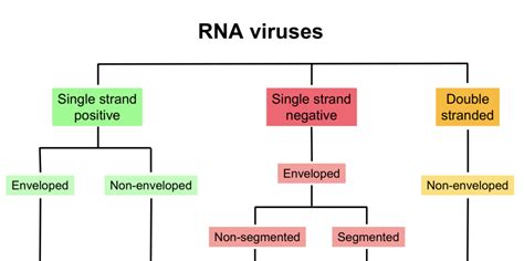 Image result for RNA Virus Classification