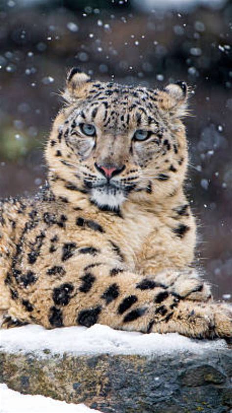 10 rare animals that are found only in Asia