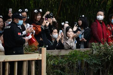数百份简历零录取，大熊猫饲养员为何这么难招？_腾讯新闻