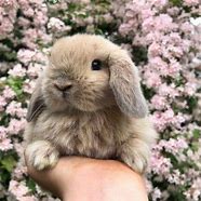 Image result for Cute Animals with Flowers Bunny