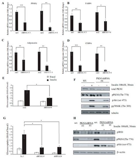 PKN1 Kinase: A Key Player in Adipocyte Differentiation and Glucose ...
