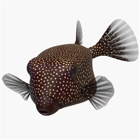 3D Ostracion Meleagris Fish Brown Rigged for Maya | 3D Molier International