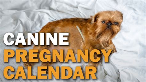 Canine Pregnancy Calendar Video