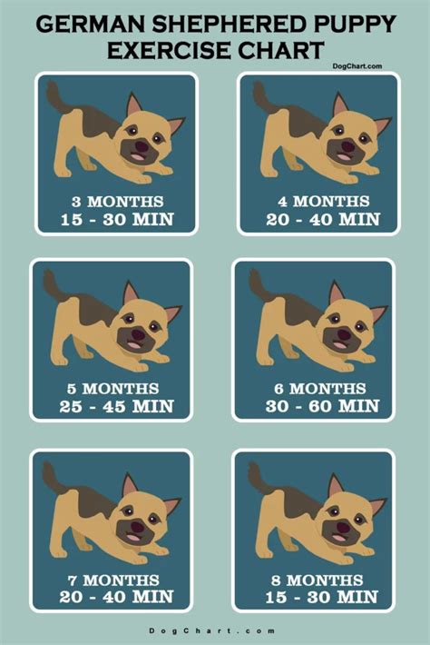 Image result for German Shepherd Exercise Chart
