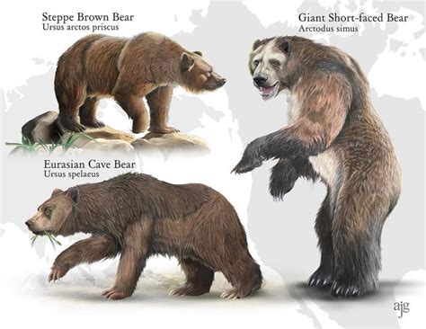 Kodiak Bear Size Comparison at Charlotte Thrower blog
