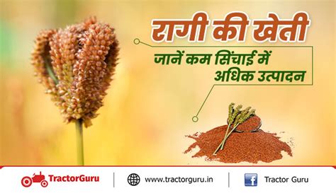 रागी की खेती (मडुआ) - जानें कम सिंचाई में अत्यधिक मुनाफा