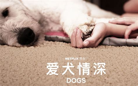 《爱犬奇缘》定档5月20日 冯绍峰娜扎辣目洋子演绎夏日爱情喜剧|爱犬奇缘|陈国辉|洋子_新浪新闻