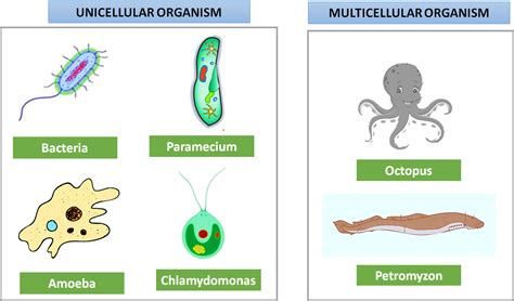 Image result for Multicellular Organism Examples