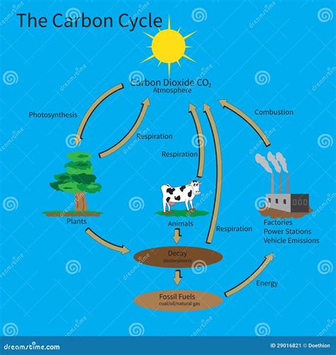 Ciclo Del Carbono Clipart Ciclo Del Carbono