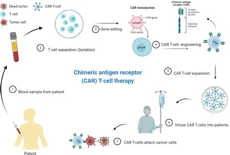 CAR T-cell immunotherapy in colorectal cancer − BiologyGate.com