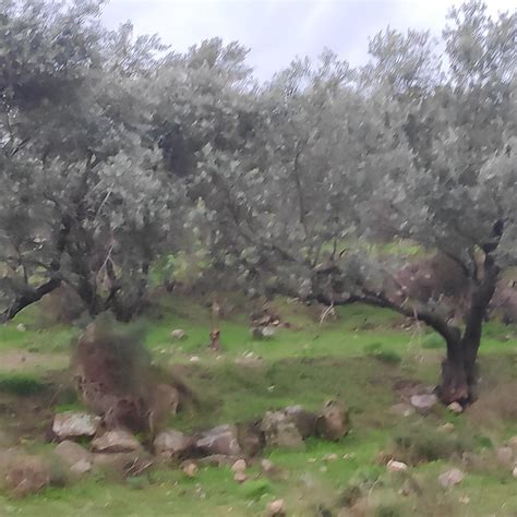 THE BEST Places to Visit in Mevo Horon (2025) - Must-See Attractions